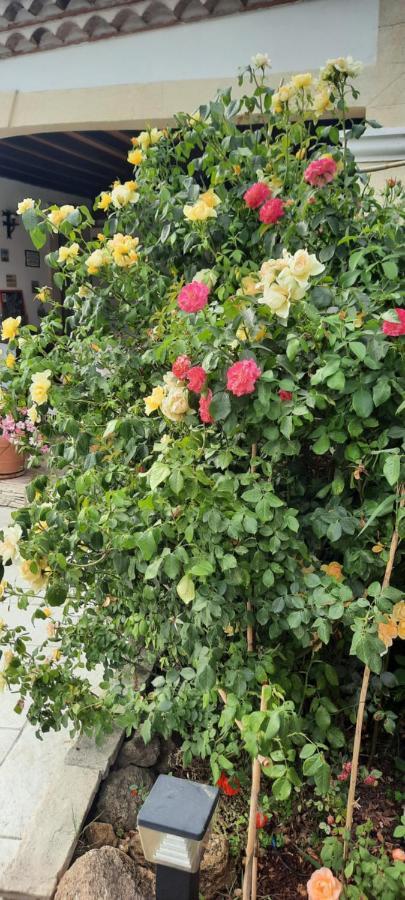 Bed and Breakfast Fenetre Sur Les Alpilles Saint-Martin-de-Crau Exterior foto